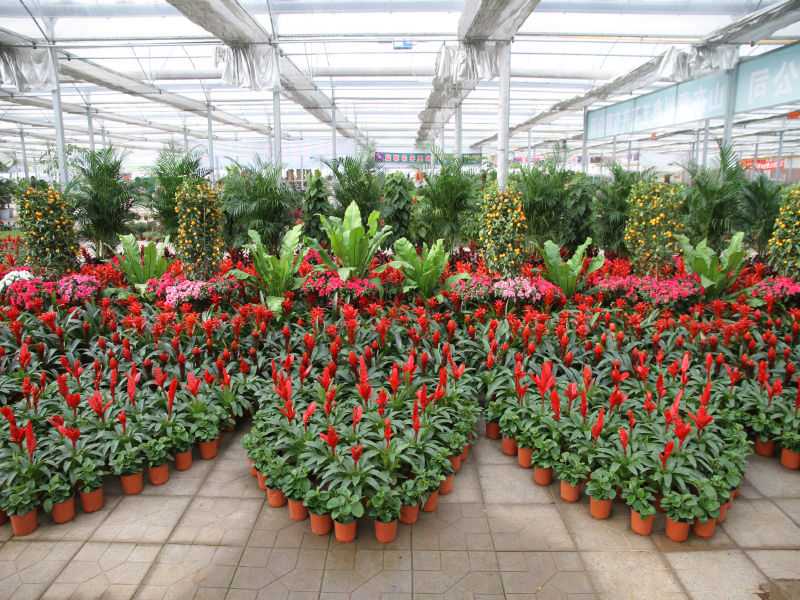 公司花卉租赁费属于什么会计科目